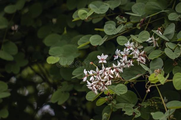 美丽的百里香属胡克里植物,通常地呼唤包括别名