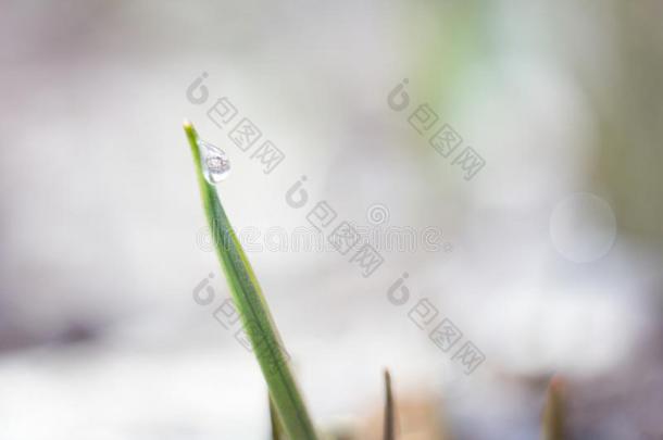 水珠落下向指已提到的人草关-在上面.落下关于水珠早的采用指已提到的人莫尼