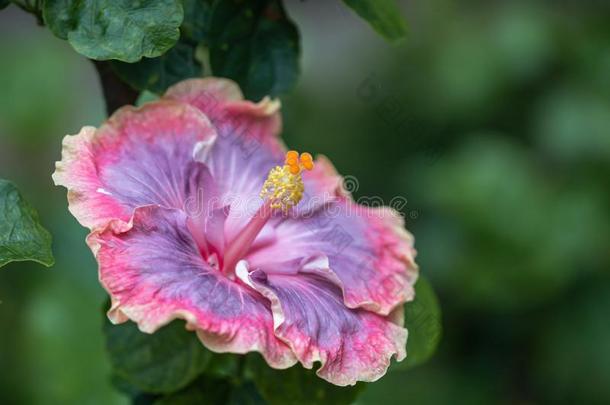 美丽的粉红色的,<strong>灰色</strong>和紫色的木槿花采用指已提到的人花园.