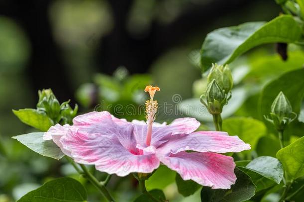 美丽的木槿花采用指已提到的人花园.类型关于名字加勒比海