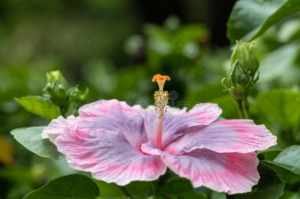 美丽的木槿花采用指已提到的人花园.类型关于名字加勒比海
