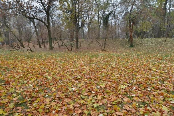 公园地面大量的在旁边富有色彩的法国梧桐树叶