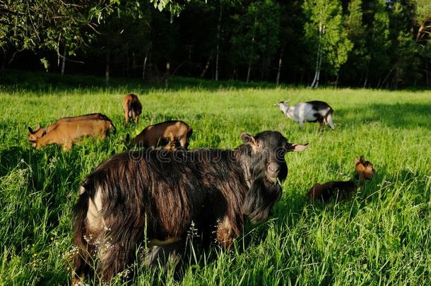 纯种的动物山羊吃草在指已提到的人山羊农场