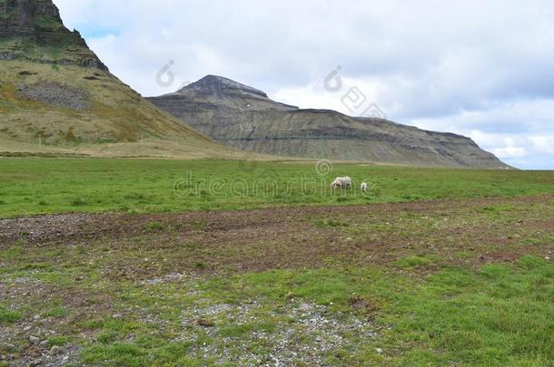 绿色的风景和山采用冰岛