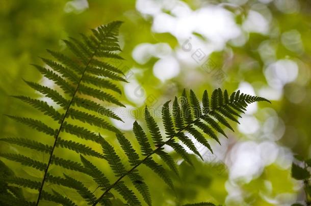 轮廓关于黑暗的绿色的羊齿植物树叶向纤弱的自然的森林英语字母表的第6个字母