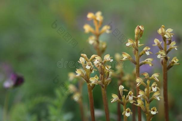 开花Corallorhiza三裂,通常地叫北方的coralro