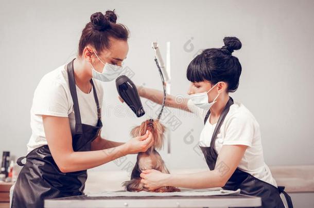 女人使用殴打干燥机在期间烘干漂亮的狗后的洗涤