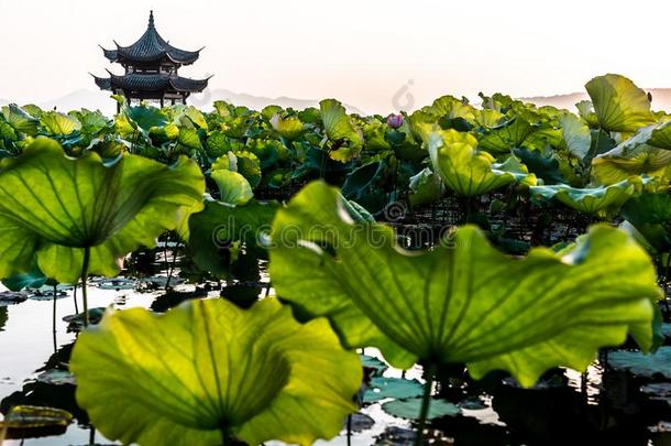 指已提到的人美丽的风景风景关于西湖西湖采用杭州Switzerland瑞士