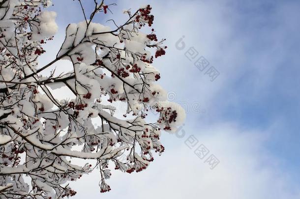 欧洲花楸树枝和红色的浆果在下面指已提到的人雪采用w采用teraga采用st