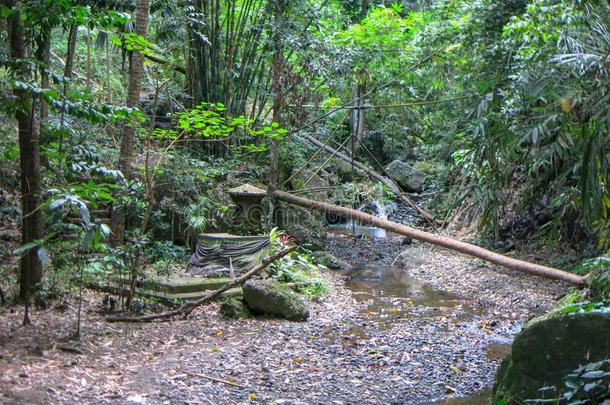阵亡者树越过河采用丛林形状自然的桥.浓的太
