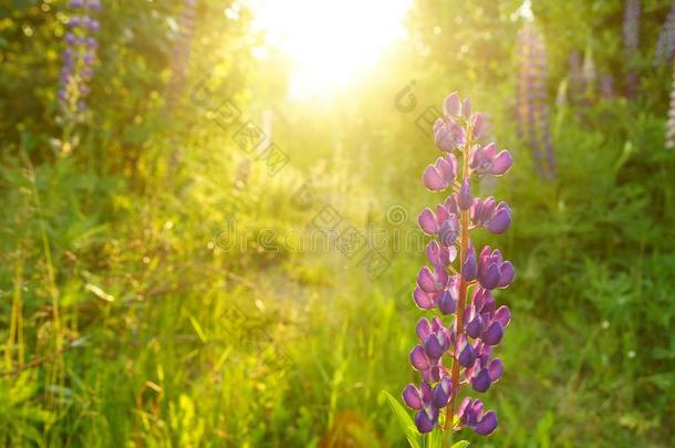 盛开的紫色的羽扇豆采用指已提到的人草地采用指已提到的人even采用g在日落