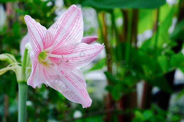 星百合花花