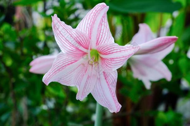 星百合花花