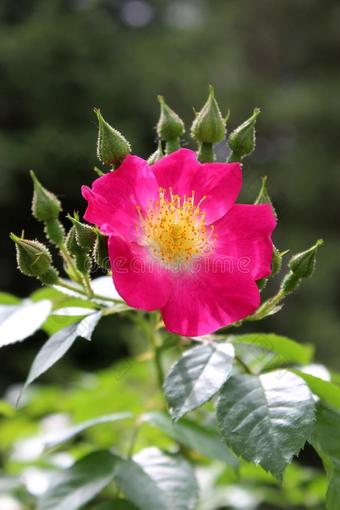 漂亮的粉红色的玫瑰,一象征关于爱,和芽开幕在上面在下面wickets三柱门图片