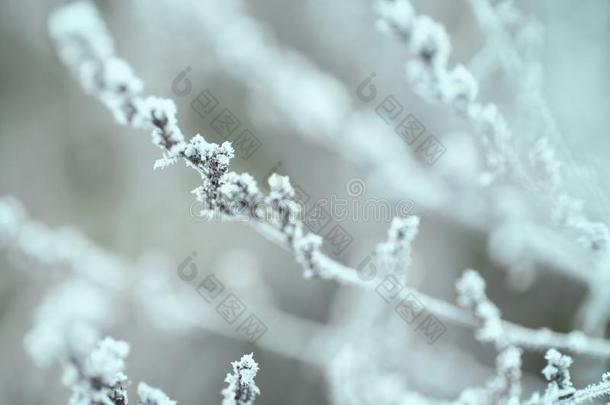 冬背景和雪树枝树树叶.圣诞节groundreconstructionequipment地平面再现设备