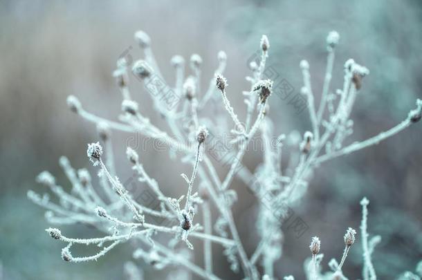 冬背景和雪树枝树树叶.圣诞节groundreconstructionequipment地平面再现设备