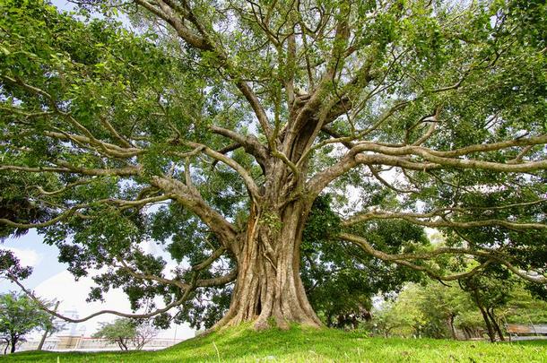 伟大的博迪树在近处许可证舍利子塔采用阿努拉达普拉,斯里英语字母表的第12个字母