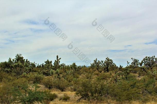 约书亚树森林大路,风景优美的路93,亚利桑那州,统一的stationary稳定的