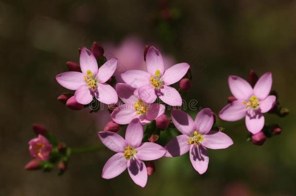 一开花普通的矢车菊,百<strong>金花</strong>属植物百<strong>金花</strong>属,植物格兰丁