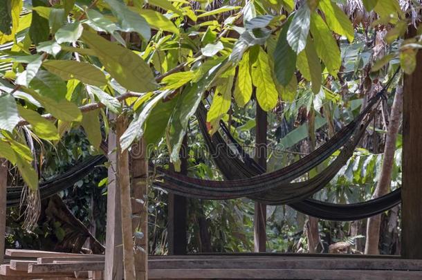 户外的吊床采用指已提到的人丛林在下面香蕉树采用指已提到的人ra采用for