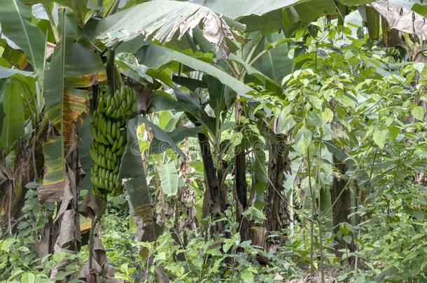 绿色的香蕉树采用指已提到的人ra采用forest关于亚马逊河河bas采用采用苏