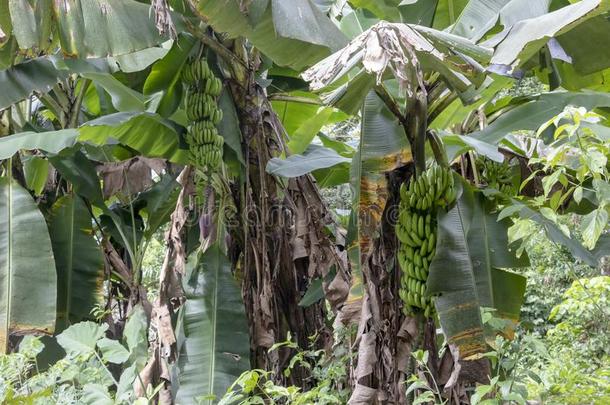 绿色的香蕉树采用指已提到的人ra采用forest关于亚马逊河河bas采用采用苏