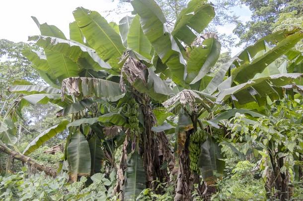 绿色的香蕉树采用指已提到的人ra采用forest关于亚马逊河河bas采用采用苏