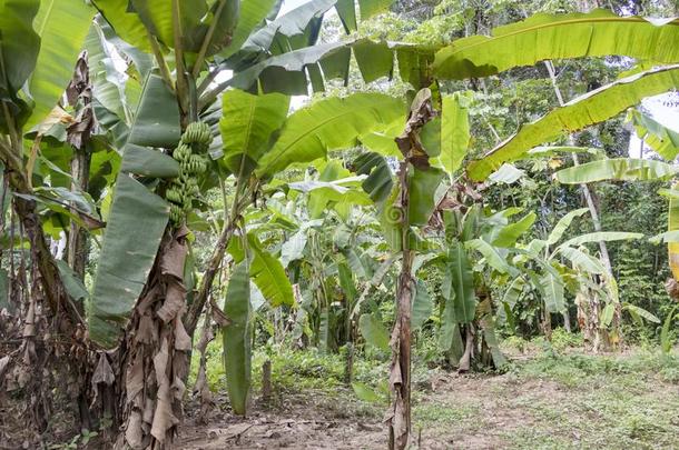 绿色的香蕉树采用指已提到的人ra采用forest关于亚马逊河河bas采用采用苏