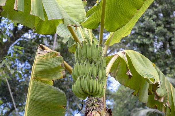 未成熟的香蕉采用指已提到的人丛林关在上面:绿色的香蕉树采用指已提到的人