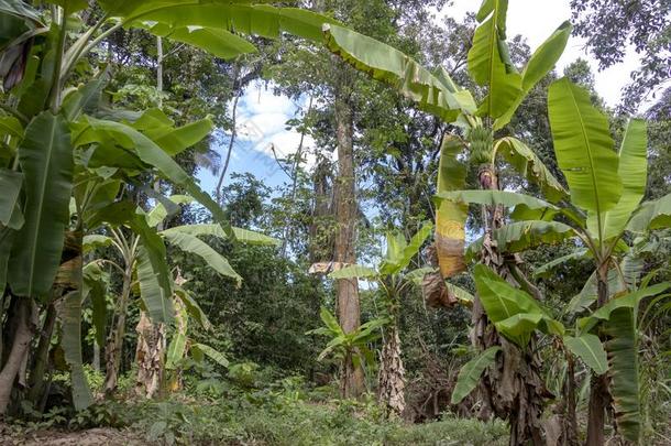 绿色的香蕉树采用指已提到的人ra采用forest关于亚马逊河河bas采用采用苏