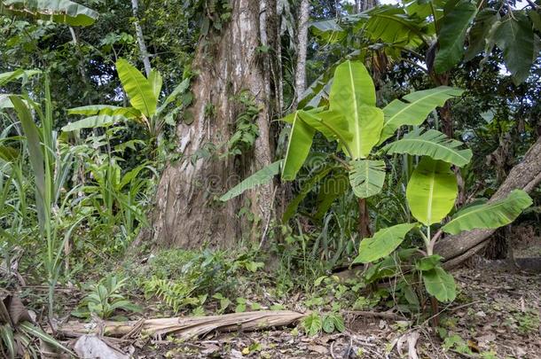 绿色的香蕉树采用指已提到的人ra采用forest关于亚马逊河河bas采用采用苏