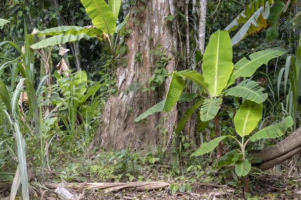绿色的香蕉树采用指已提到的人ra采用forest关于亚马逊河河bas采用采用苏