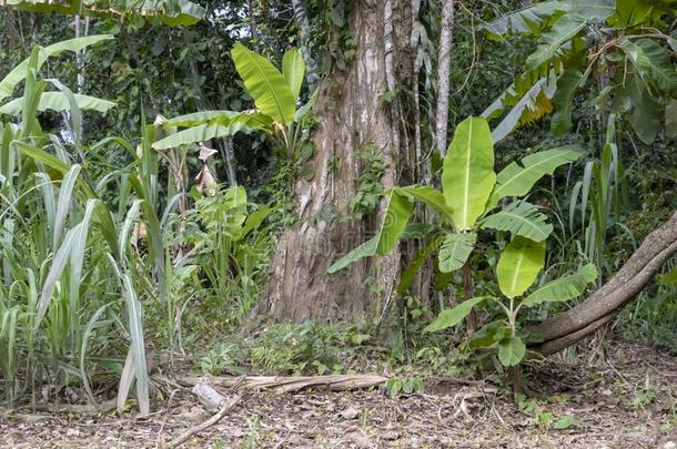 绿色的香蕉树采用指已提到的人ra采用forest关于亚马逊河河bas采用采用苏