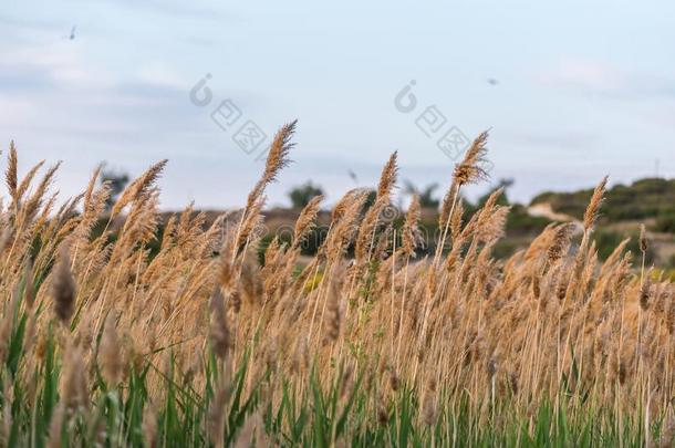 急速行进和植物典型的关于指已提到的人河边和污水池