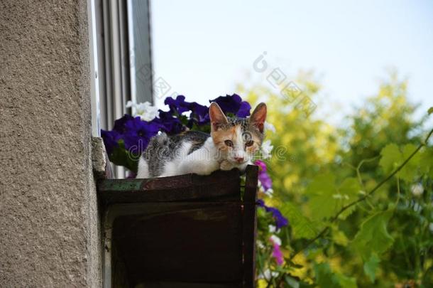 小的美好的猫咪在一b一lcony