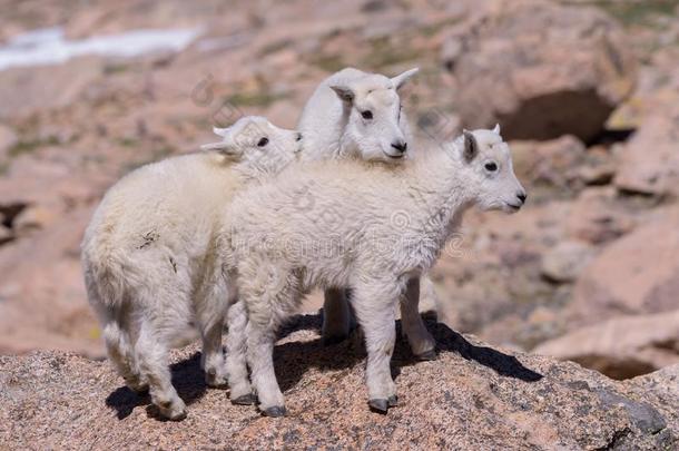 野生的鸟兽等关于美国科罗拉多州.山山羊向美国科罗拉多州山山峰