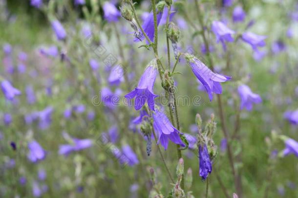 风铃草属植物西比利卡和紫罗兰花