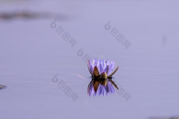 水百合花采用指已提到的人奥卡万戈希腊语字母表第四字母δ采用非洲