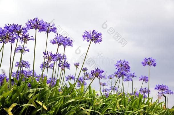 摄影关于指已提到的人产于非洲的爱情<strong>花花</strong>哪一个起源于从南方