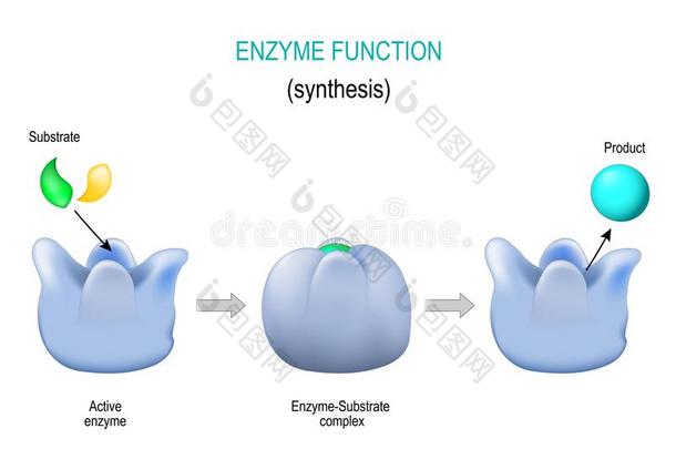 酶.锁和钥匙模型.综合.新陈代谢的过程