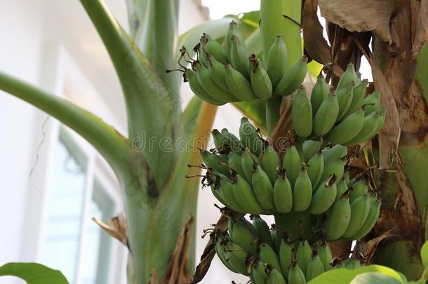 组关于<strong>耕种</strong>的香蕉向指已提到的人香蕉树.