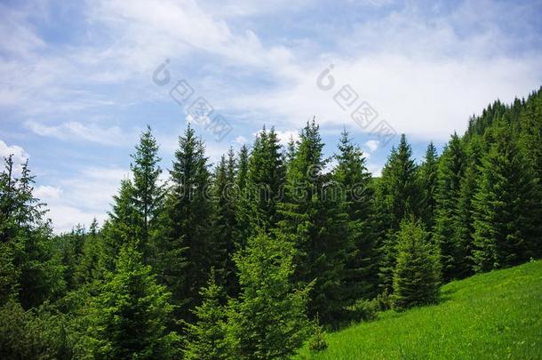 树木丛生的山采用一风景优美的l一ndsc一pe看法树木丛生的小山采用一