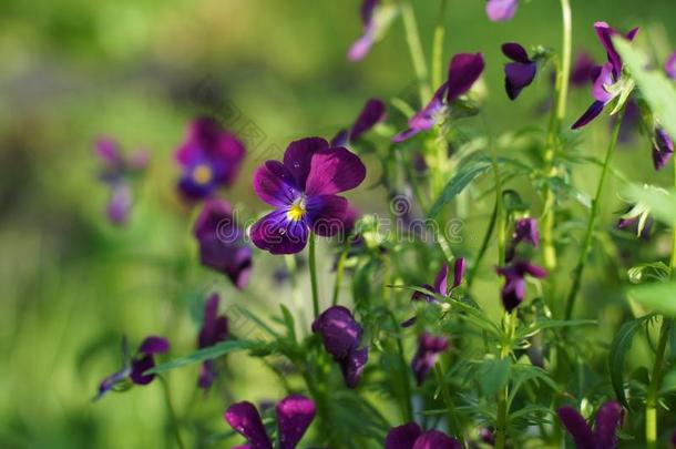 紫色的三色紫罗兰种植采用指已提到的人花园采用夏