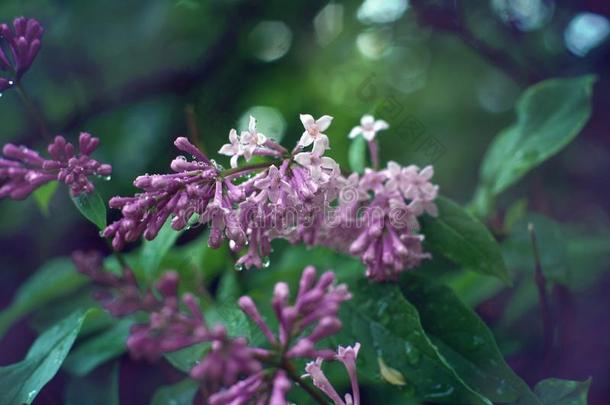 丁香花属紫色的真空镀膜向一树春季和煦的：照到阳光的d一y