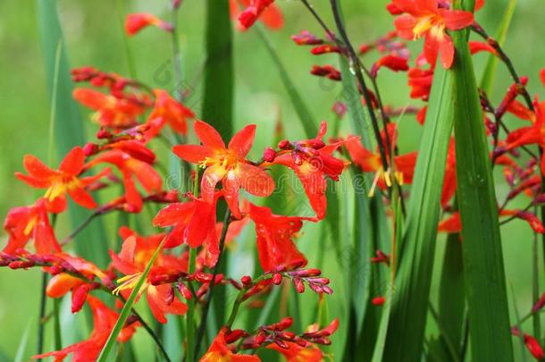 香<strong>鸢尾</strong>属或<strong>鸢尾</strong>科植物的一种植物采用花和或ange花