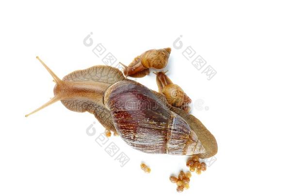 成熟的和年幼的<strong>巨人</strong>非洲的蜗牛