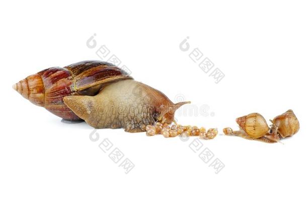 成熟的和年幼的巨人非洲的蜗牛