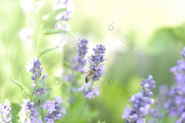 蜜蜂给传授花粉一l一vender花采用一夏花床为爱人