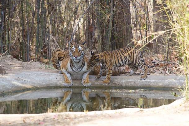 母老虎和一年幼的幼小的兽