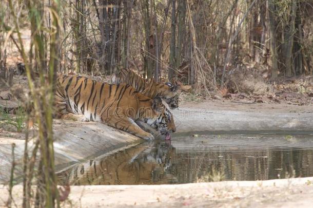 母老虎和一年幼的幼小的兽淬火她渴